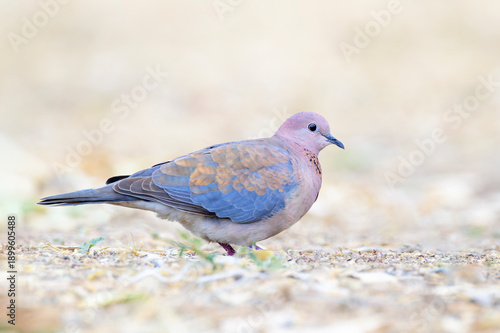 Laughing dove (Streptopelia senagalensis) foraging on ground, Kruger National park, Mpumalanga, South Africa.