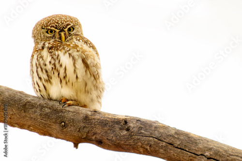 Pearl-spotted owlet (Glaucidium perlatum) perched on a tree branch, Kruger National Park, Mpumalanga, South Africa.