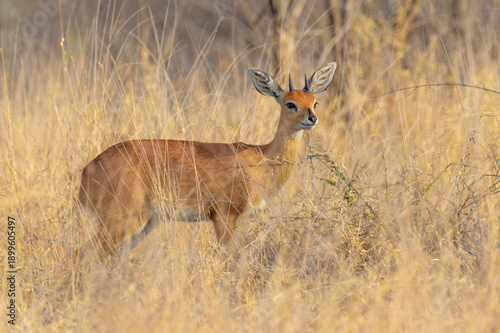 Steenbok (Raphicerus campestris) standing on savanna,. Kruger National Park, South Africa.