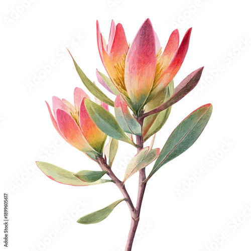 watercolor vector of Leucadendron, isolated on a white background.