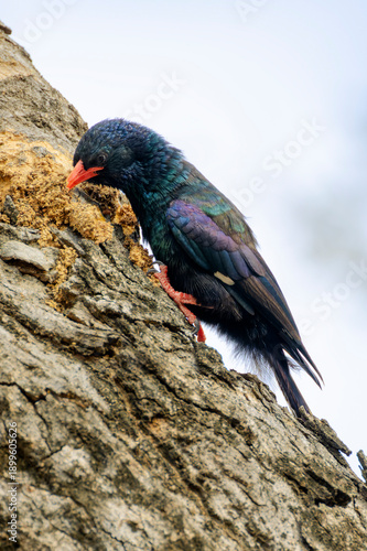 Green wood-hoopoe(Phoeniculus purpureus), foraging at bark of tree, Kruger national park., South Africa.