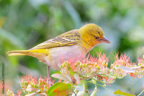 Red-headed weaver (Anaplectes melanotis) perched on a branch, Kruger National park, Limpopo, South africa.