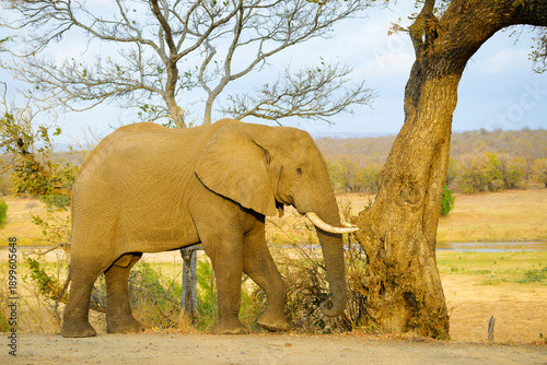 African Elephant (Loxodonta africana) bull foraging at base of tree, Kruger National Park, Limpopo, South Africa.