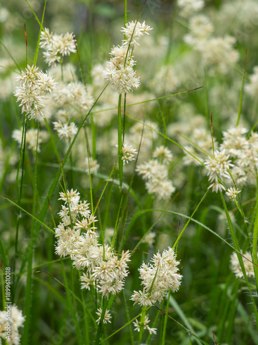 Es handelt sich um die Aufnahme einer Gruppe von weiß blühenden Pflanzen der Schneeweißen Hainsimse (Luzula nivea).