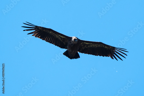 Fototapeta Vautour fauve