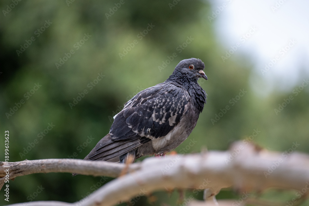 Obraz premium Pigeon Staring at Camera on Tree Branch