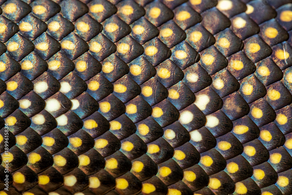 Naklejka premium Scales of an Australian Diamond Python