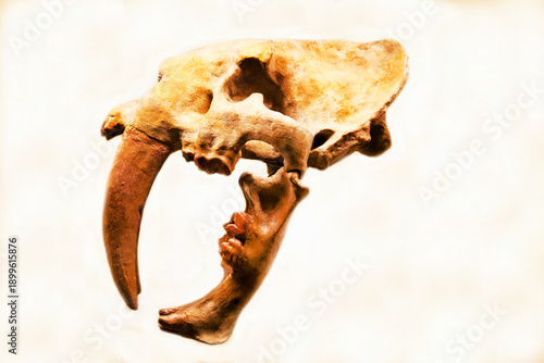 The skull of the smilodon saber-toothed cat (Latin Smilodoncalifornicus) is isolated on a white background. Paleontology late Pleistocene fossil animals of the ancient world.