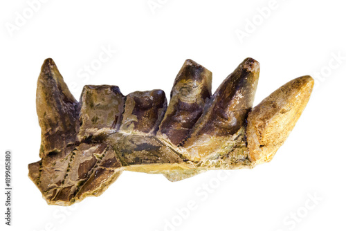 A fragment of the symphyous dental spiral of eugenodont helicoprion (Latin Parahelicoprioncrerci) is isolated on a white background. Paleontology fossil animals of the ancient world.