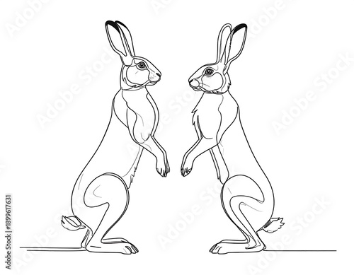 Two rabbits standing on their hind legs facing