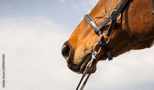A close-up of a horse's face against a blurred blue sky