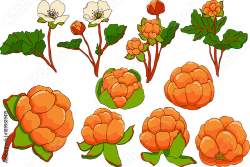 Set of Cloudberry vector, colored illustration. Organic berry superfood. Hand drawn icon for label, poster, packaging design	