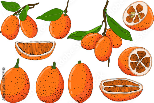 Kumquat, golden mandarin orange citrus fruits. Hand drawn colored elements. Illustration for menu, drinks, package	