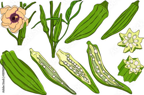 Hand drawn okra plants, Abelmoschus Esculentus. Vector colored illustration of eco healthy food.	