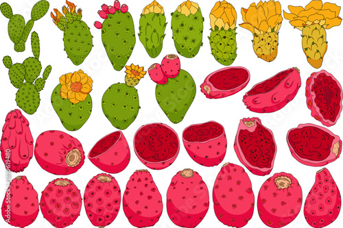 Hand drawn, colored, vector Opuntia fruit, prickly pear cactus, Indian figs, Edible cactus	