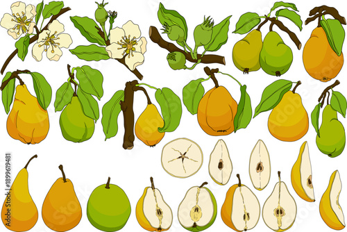 Hand drawn, colored fresh pears. Pear outline drawing for label, poster, print	
