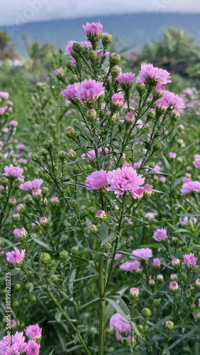 Close up Pink Chrysanthemum Flowers in a Highland Garden with Mountain Background