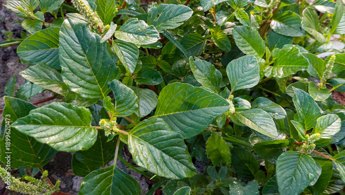 Fresh Thorny Amaranth Plant (Bayam Duri) in a Tropical Garden