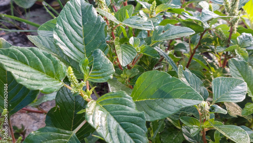 Fresh Thorny Amaranth Plant (Bayam Duri) in a Tropical Garden