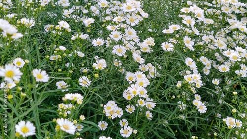 Close-up of Blooming White Chrysanthemum Flowers in a Tropical Garden