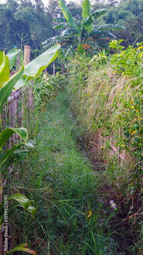 Lush Overgrown Garden Path with Bamboo Fence and Banana Leaves