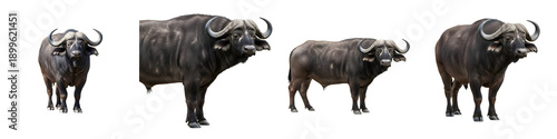 Schilderij op canvas THE SERIES OF BUFFALO ISOLATED ON WHITE BACKGROUND STOCK FILE PNG \