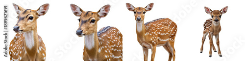 Foto THE SERIES OF FAWN ISOLATED ON WHITE BACKGROUND HQ IMAGE PNG ==