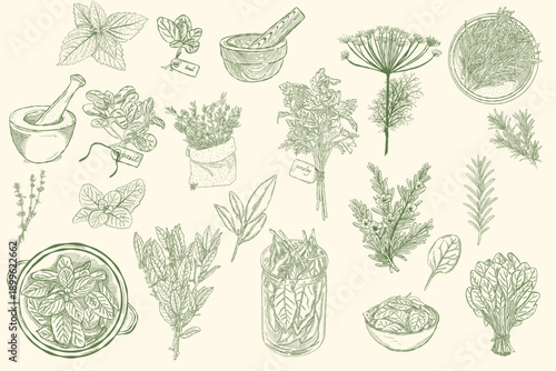Vintage botanical herbs illustration set with hand drawn plants and kitchen elements