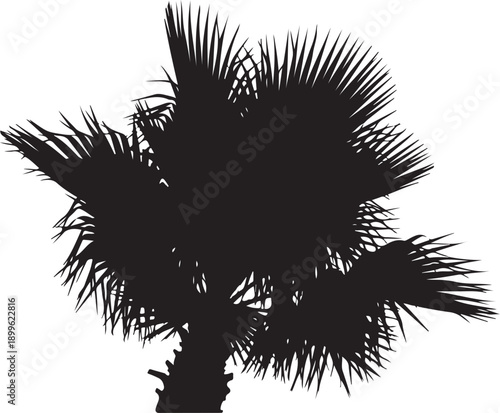 A top part of a palm tree shiloutte vector