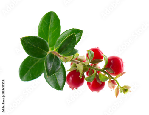Fresh cowberry berries with leaves, isolated on white background. Ripe cranberry, cowberry, lingonberry. Clipping path.