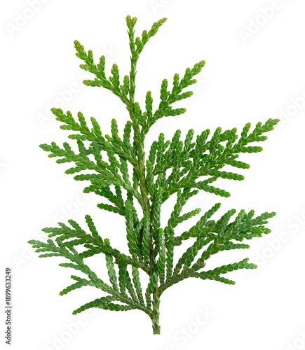 Thuja branch isolated on white background. Branch of green orientalis leaves. Clipping path.