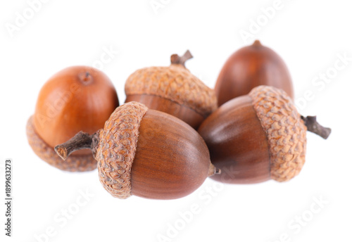 Acorn oak isolated on white background. Ripe brown acorns. Clipping path.