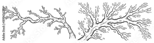 Detailed black and white engraving of organic branching tree roots or coral structures