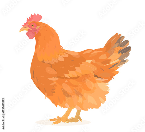 Cartoon Red Chicken (Hen). Vector hand drawn farm bird illustration isolated on white. Cute poultry clip art.