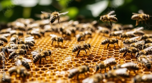 Busy Bees on Honeycomb - A Close-Up View of Beehive Activity.