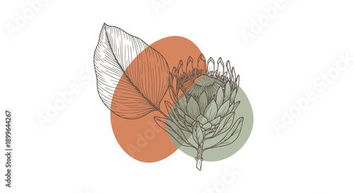 Vector artichoke and leaf illustration with orange and green circles, for logo or icon, Isolated on transparent background, png