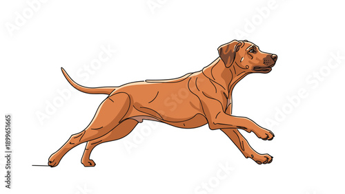 Rhodesian Ridgeback dog is shown running at full speed in a side view against a white background to highlight its muscular build.