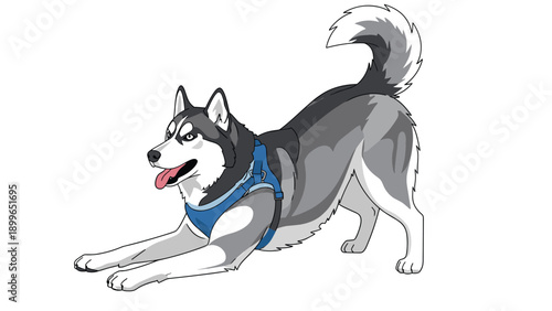 Athletic Siberian Husky dog wearing a blue harness is shown in a playful stretching pose on a white background for pet care concept.