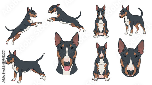 Collection of bull terrier dog illustrations showing various poses like jumping sitting and standing with characteristic markings.