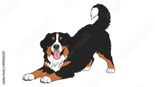 Hand drawn illustration of a large bernese mountain dog in a playful play bow pose with its tongue out on a clean white background.