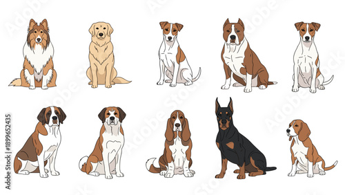 Large set of various dog breed illustrations including a collie golden retriever beagle and doberman sitting in organized rows for identification.