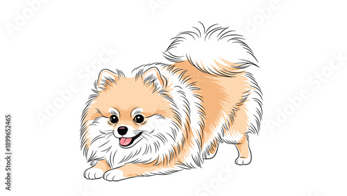 Fluffy pomeranian dog with a thick orange and white coat shown in a playful bowing position with its tongue out in a happy and friendly expression.