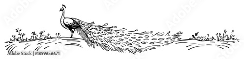 Elegant peacock with long tail feathers standing on the ground hand drawn sketch