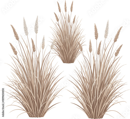 Create a realistic grass isolated on white backgroundThree clusters of dry wild grass featuring fine textures and soft neutral tones, ideal for nature, botanical, and minimal design conic vector art .