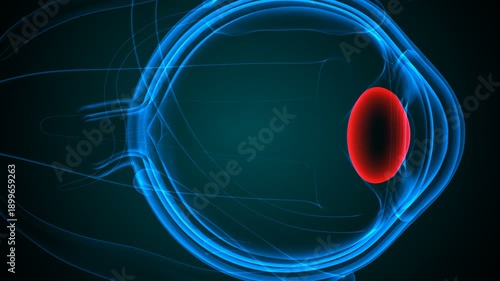 Eye parts anatomy with colorful background. 3d render