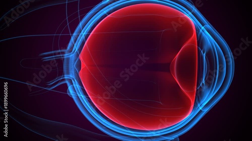 Eye parts anatomy with colorful background. 3d render