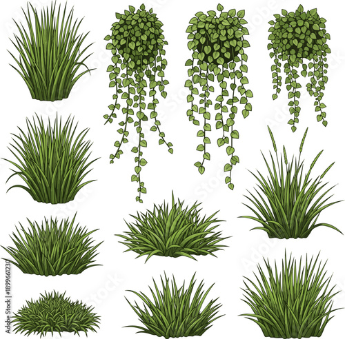 Create a kinds of deferent realistic green grass isolated on white Green hanging vine plant with small leaves perfect for natural decoration and botanical design concepts. vector art .