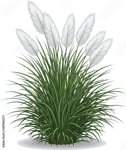 Create a realistic green grass isolated on white ush ornamental grass with soft white plumes perfect for landscape and garden design concepts. vector art with background.