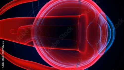 Eye parts anatomy with colorful background. 3d render