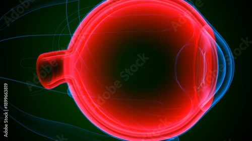 Eye parts anatomy with colorful background. 3d render